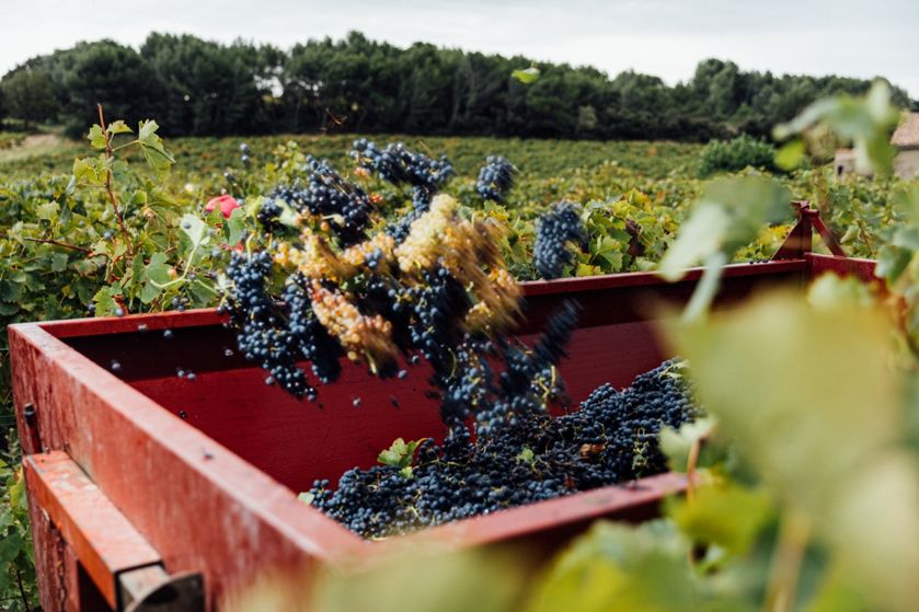 vendanges